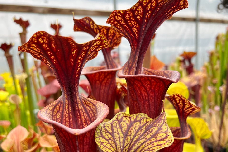 Buy Sarracenia pitcher plants