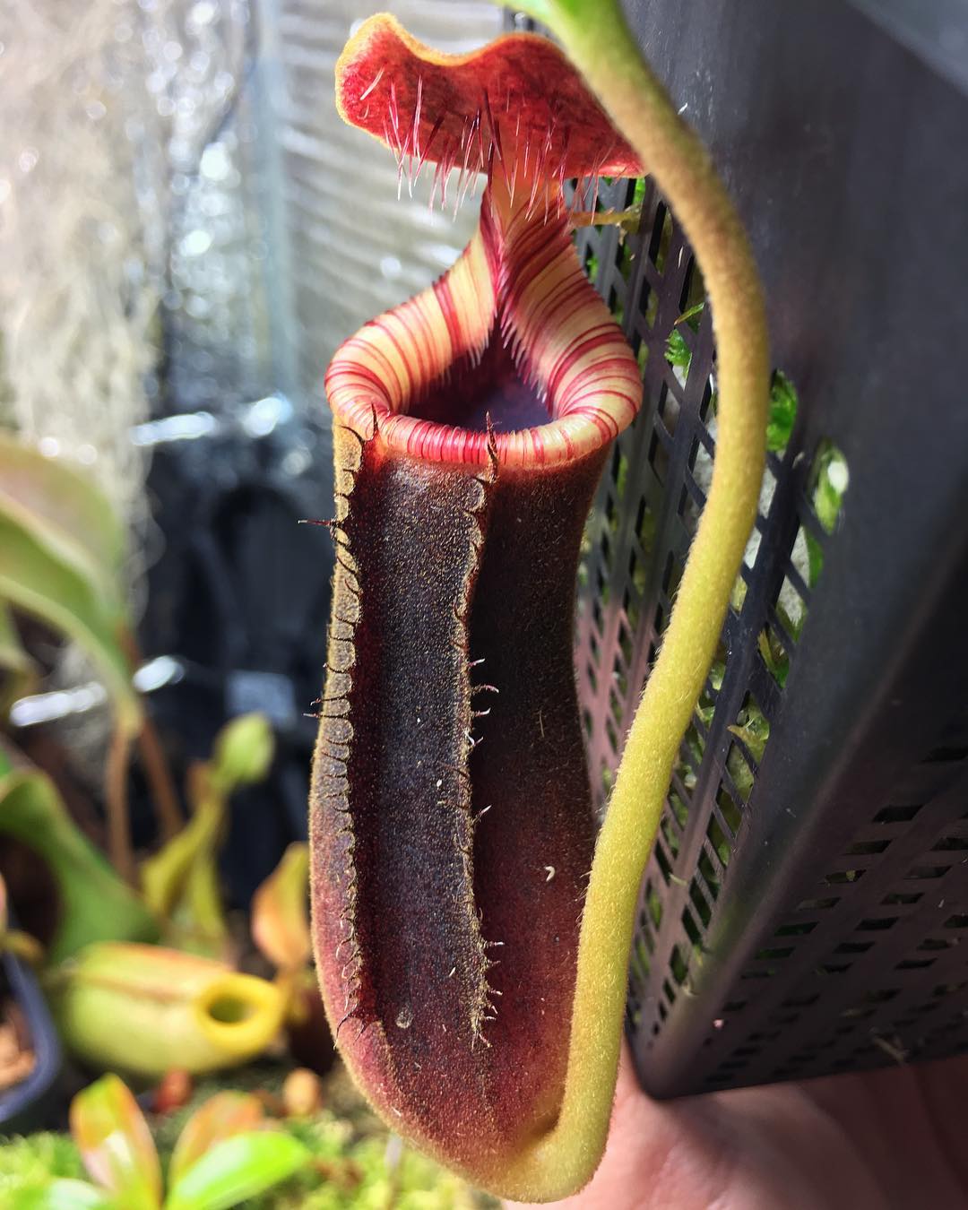 Nepenthes lowii grown by Aidan.