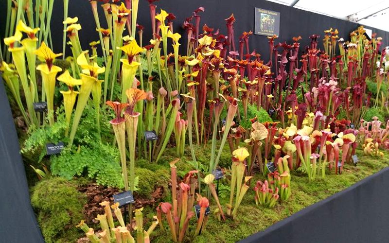 I recently got the opportunity to speak with Mike King of Shropshire Sarracenias, the NCCPG National Collection holder of Sarracenia pitcher plants...