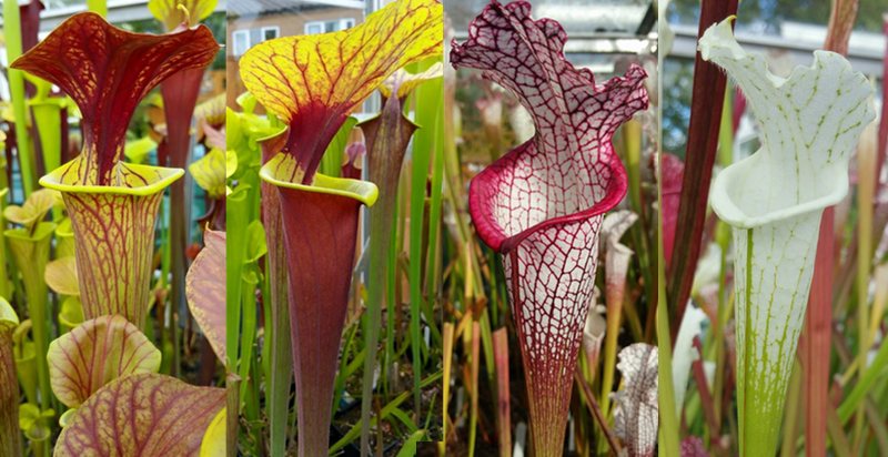 From left to right: S. flava var. cuprea (F216, Green Swamp NC); S. flava var. rubricorpora (F187, Milton FL); S. leucophylla (L107C Conecuh National Forest AL); S. leucophylla var. alba (L45, Perdido AL).
