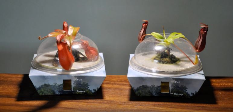 Nepenthes Bio-Domes, created by Borneo Exotics.