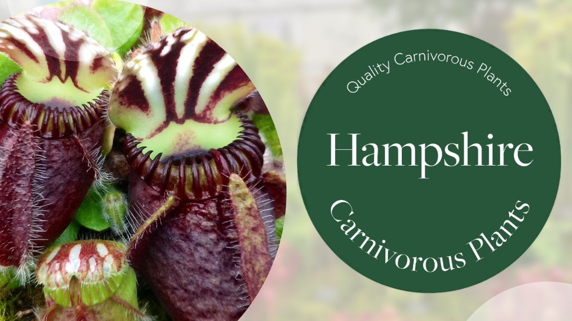 Hampshire Carnivorous Plants