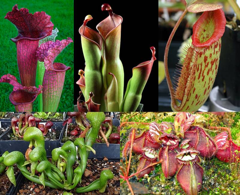 The pitcher plants, clockwise from top left: Sarracenia, Heliamphora, Nepenthes, Cephalotus, Darlingtonia. Courtesy of the ICPS.