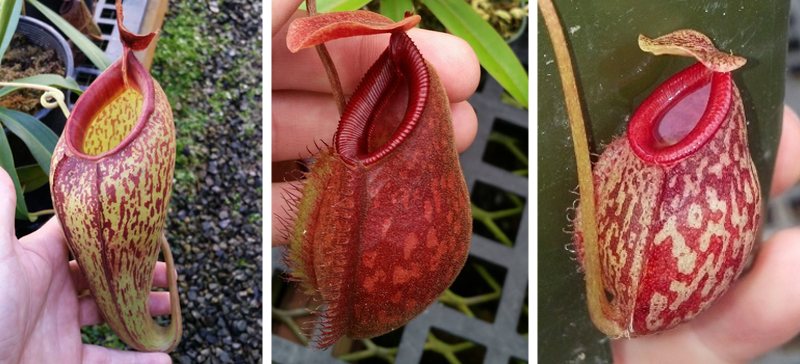 The influence of Nepenthes aristolochioides. From left to right: N. aristolochioides x mira, N. aristolochioides x hamata, N. aristolochioides x glabrata.