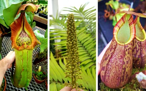 A look at the Nepenthes breeding program at Predatory Plants