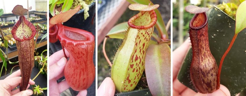 Left to right: N. densiflora x spectabilis (N. 'Dream'), Nepenthes ventricosa (N. 'Victory'), and two offspring of the grex (Nepenthes Dream of Victory).