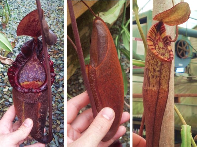 An adult Nepenthes 'Dream' (N. densiflora x spectabilis 'Giant') - from left to right, a lower pitcher, a developing lower pitcher, and an upper pitcher.