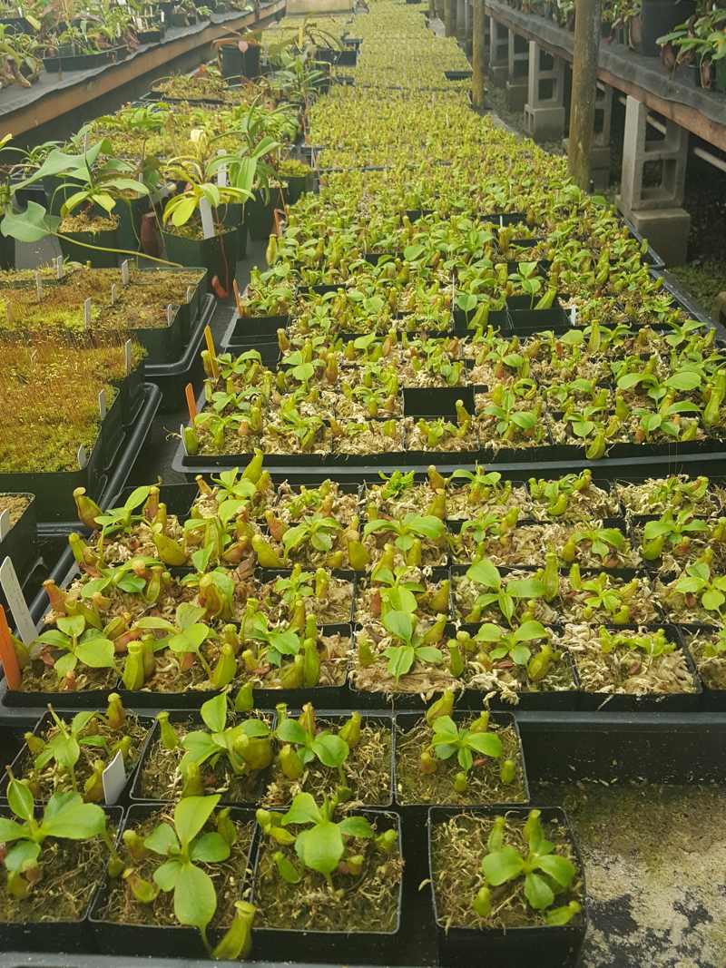 Hundreds of Nepenthes seedlings at the Predatory Plants greenhouses!