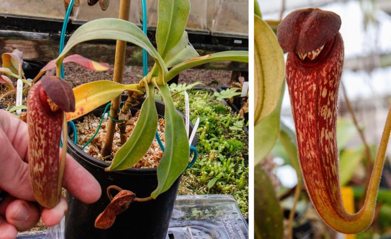 A Borneo Exotics clone of Nepenthes klossii, grown and photographed by Drew at the Carnivero nursery.