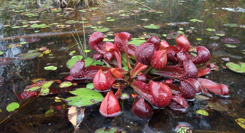 Sarracenia psittacina, the parrot pitcher plant, photographed in habitat by Brad Wilson and featured on 'In Defense of Plants'.