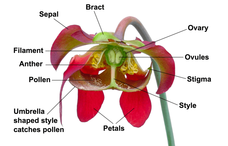 Cross-section of a Sarracenia flower,