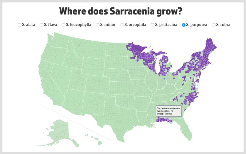 The Interactive Sarracenia Map showing the distribution of S. purpurea.