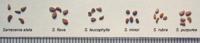 Sarracenia seeds of various species against a 1mm ruler, courtesy of the ICPS.