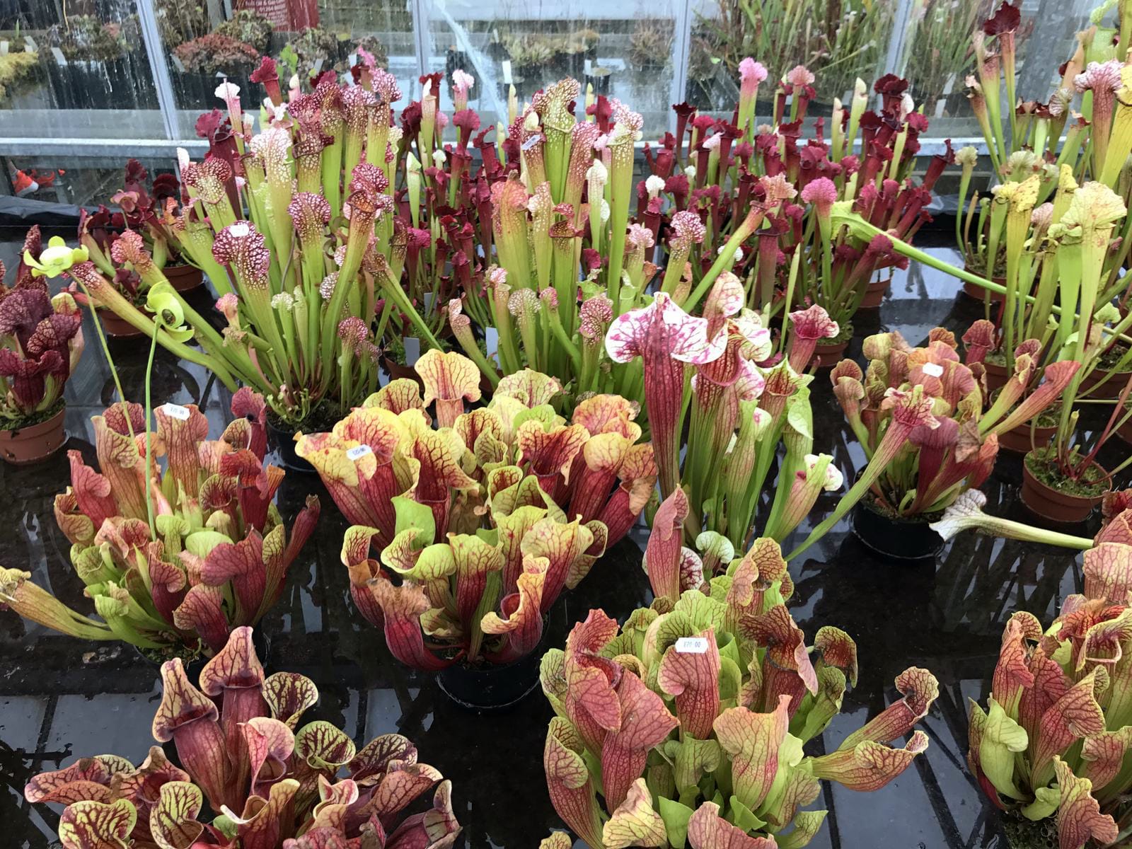 Sarracenia purpurea and its many hybrids, growing in a greenhouse during summer.