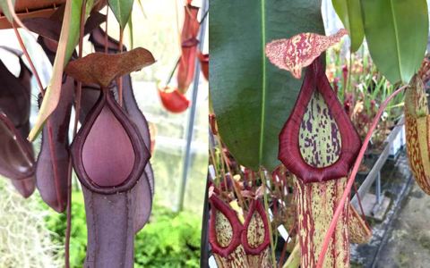 Monkey Cups / Tropical Pitcher Plants guide