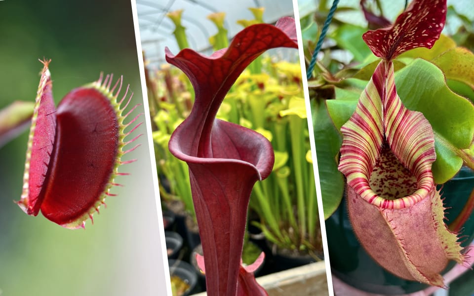 New to carnivorous plants? Start here!