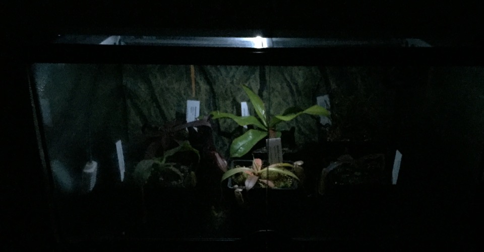 Terrarium with a mounted LED night light