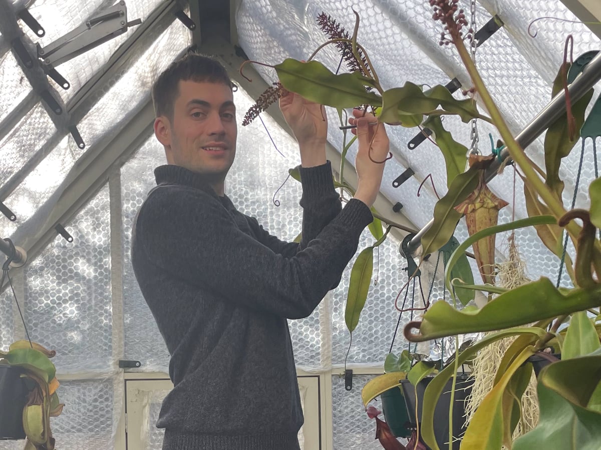 Me up a ladder, pollinating Nepenthes in my greenhouse!