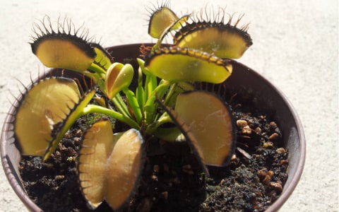 Why is my Venus flytrap turning black or yellow?