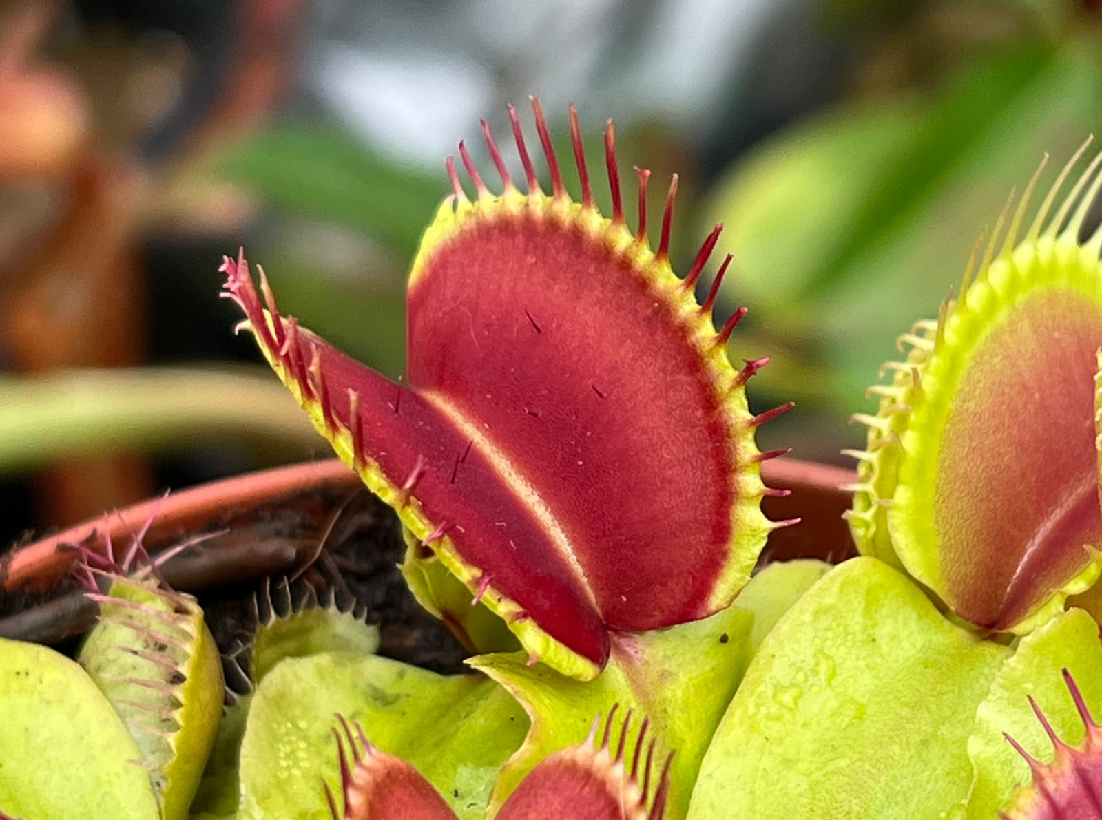 My healthy Venus flytrap (Dionaea muscipula) produces traps which turn nice and red in the sun.