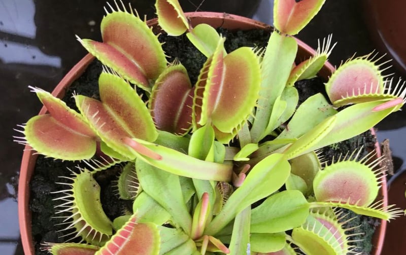 Venus flytraps don't need to catch loads of flies to keep growing healthily!