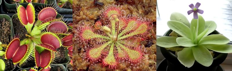 From left to right, a Venus flytrap, a Sundew, and a Butterwort. Courtesy of the ICPS.