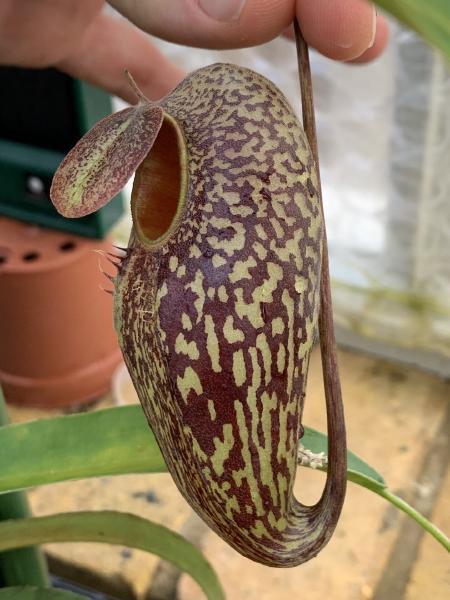 Nepenthes aristolochioides: A nice lower pitcher on one of my seed-grown N. aristolochioides