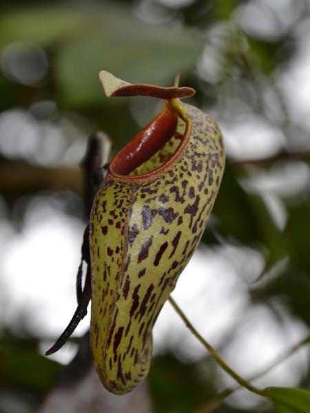 Nepenthes aristolochioides: N. aristolochioides photographed in-situ by Christophe Maerten