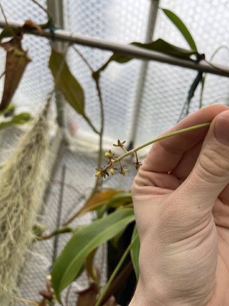 Nepenthes aristolochioides: A female inflorescence on my N. aristolochioides - they tend to produce very few flowers per spike