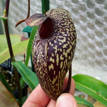Nepenthes aristolochioides: A lower pitcher on my N. aristolochioides