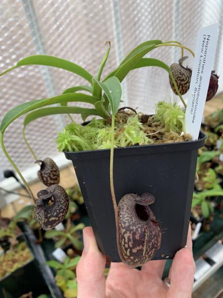 Nepenthes aristolochioides: Young plant from Wistuba - once known as the 'new location' release