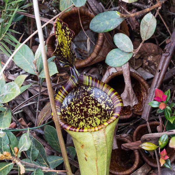 Pitcher in-situ on Mt Victoria, photographed by Laurent Taerwe.