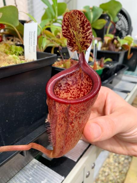 Nepenthes attenboroughii: Pitcher on one of my red Nepenthes attenboroughii, grown from seed.