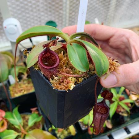 Nepenthes attenboroughii: The same plant, but as a seedling, many years previously. N. attenboroughii can be quite slow.