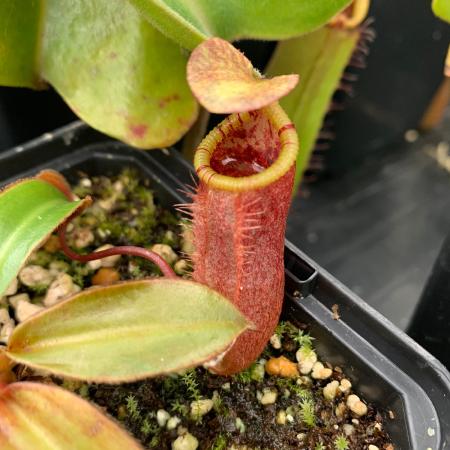 Nepenthes attenboroughii: One of the few individuals I've managed to collect with a yellow peristome. Most of the N. attenboroughii I've encountered in cultivation have red or burgundy peristomes.