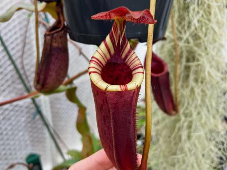 Nepenthes burbidgeae x lowii: This plant has a tri-coloured peristome of cream, red, and maroon. It retains its stripes as it ages.
