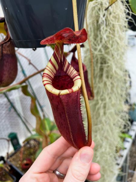 Nepenthes burbidgeae x lowii: I like how 'neat' the pitchers are - all-red body, short wings, and a great contrast between peristome and pitcher body.