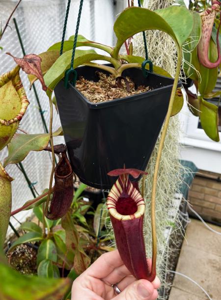 Nepenthes burbidgeae x lowii: It's very happy in a hanging basket, but will probably need repotting soon.