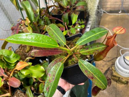 Nepenthes edwardsiana: My largest N. edwardsiana - note the red blotching on last year's leaves, caused by sun exposure.