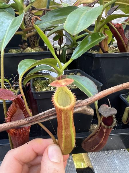 Nepenthes edwardsiana: Another seedgrown N. edwardsiana, this one from a Wistuba grex.