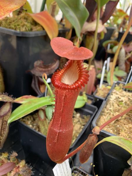 Nepenthes edwardsiana: Proper highland conditions bring out the best coloration on N. edwardsiana pitchers