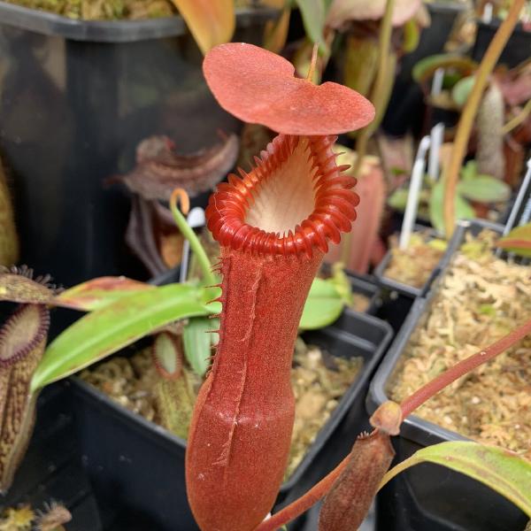 Proper highland conditions bring out the best coloration on N. edwardsiana pitchers