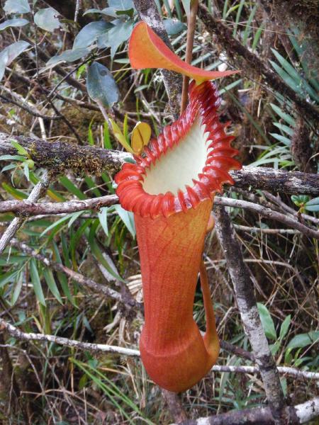 Nepenthes edwardsiana: Upper pitcher on Mt Kinabalu, by Christophe Maerten