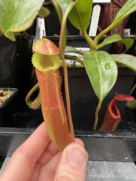 Nepenthes edwardsiana: Freshly popped pitcher on another seedgrown N. edwardsiana, this one from a Wistuba grex.