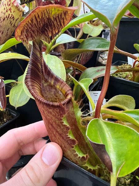 Nepenthes ephippiata: Lower pitcher on my N. ephippiata 'Hose Mountains', grown from seed