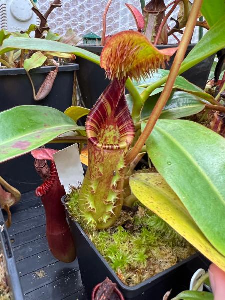 Nepenthes ephippiata: Lid hairs, exudate, stripes, frilly wings - what's not to like about this species!