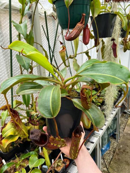 Nepenthes ephippiata: My largest Hose Mountains plant