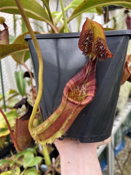 Nepenthes ephippiata: Lower pitchers, soon to transition to uppers hopefully.