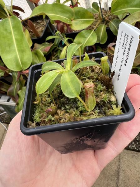 Nepenthes ephippiata: This is the only other N. ephippiata I have - it's the Gunung Raya form.