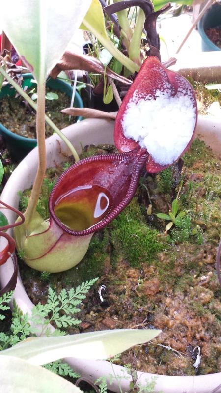 Nepenthes ephippiata: An upper pitcher on N. ephippiata, grown by Jeff Shafer.
